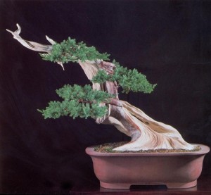 Bonsai, cây cảnh nghệ thuật, cay canh nghe thuat, cây thế, cay the, triển lãm cây cảnh nghệ thuật, trien lam cay canh nghe thuat